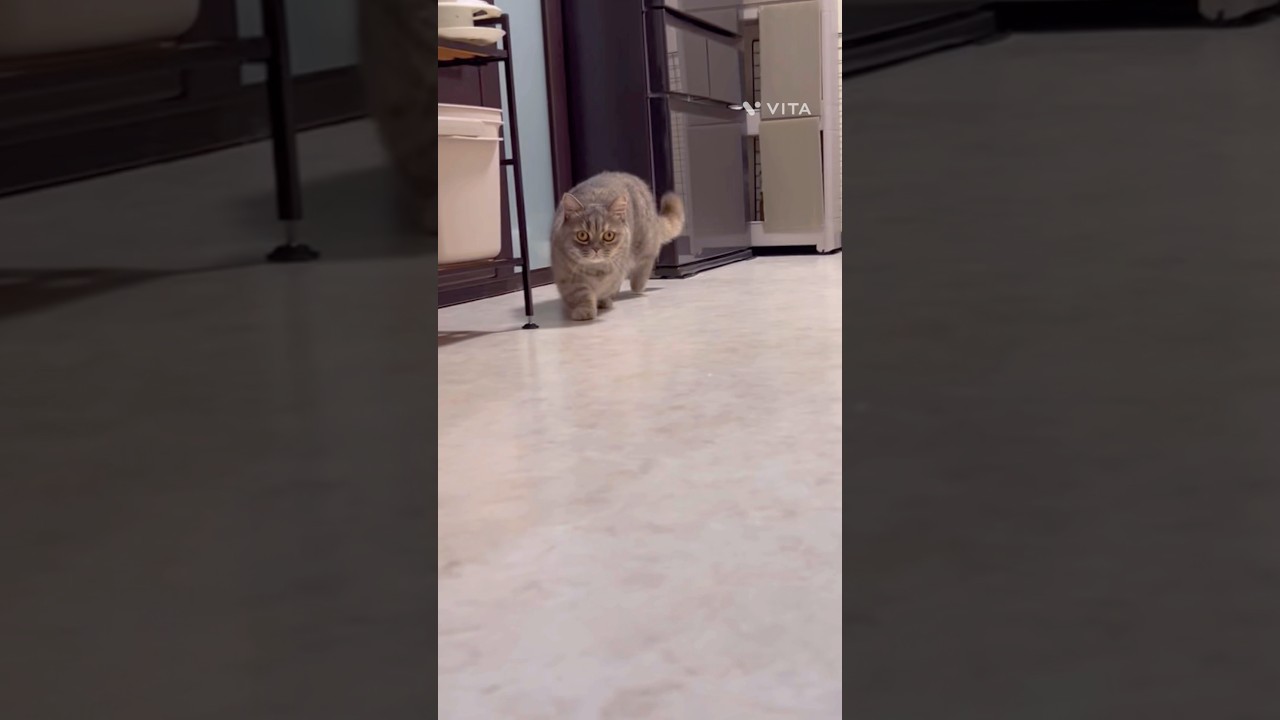 「えっほ」 #ミヌエット #マンチカン #猫