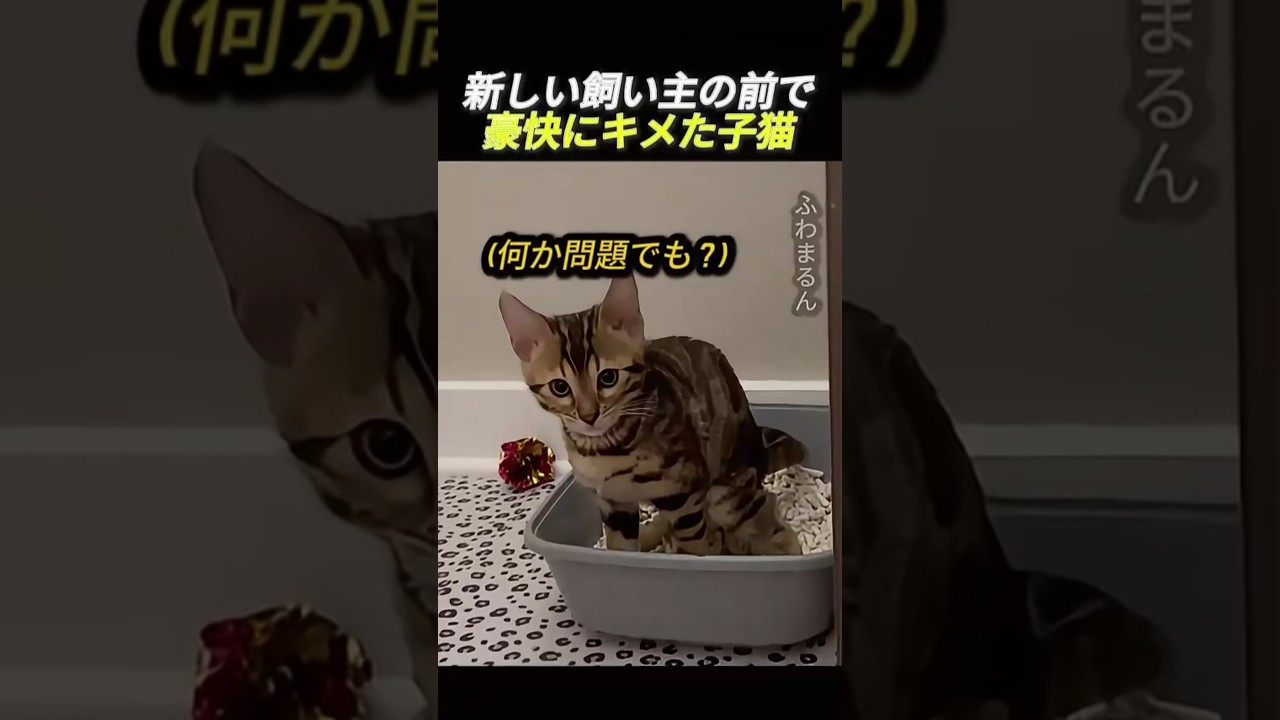 新しい飼い主の前で豪快にキメた子猫                          #動物 #猫 #子猫 #猫トイレ #可愛い #可愛い猫 #ペット