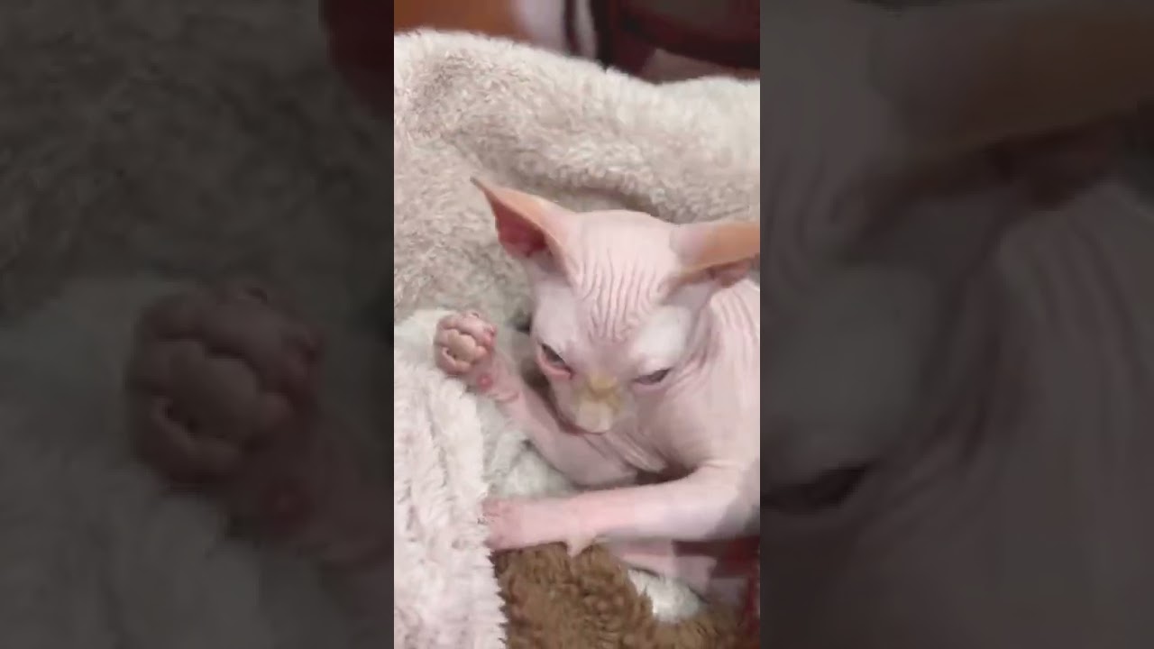 グリグリ顔を洗うスフィンクス子猫 #shorts #Butter