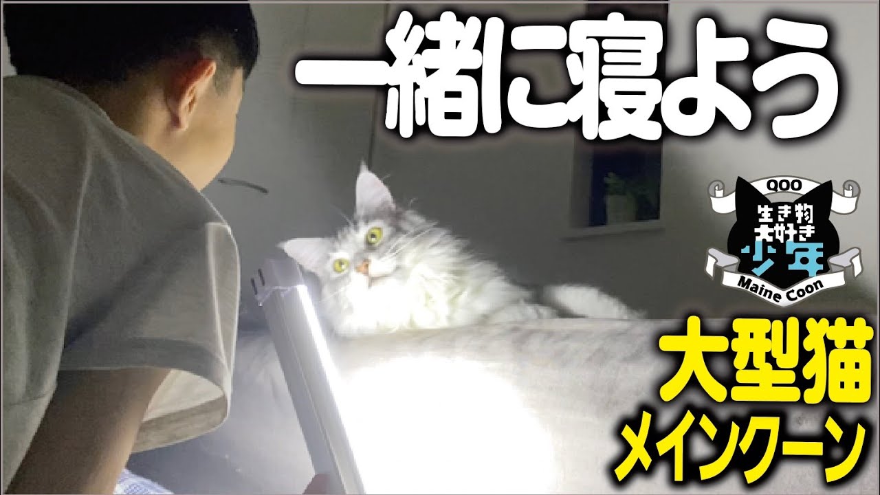 暗闇でも安心♪大型猫メインクーン・生き物のお世話に最適・LETOUR LEDライト 蛍光灯 作業灯/緊急対策/停電対策/防災用品に！