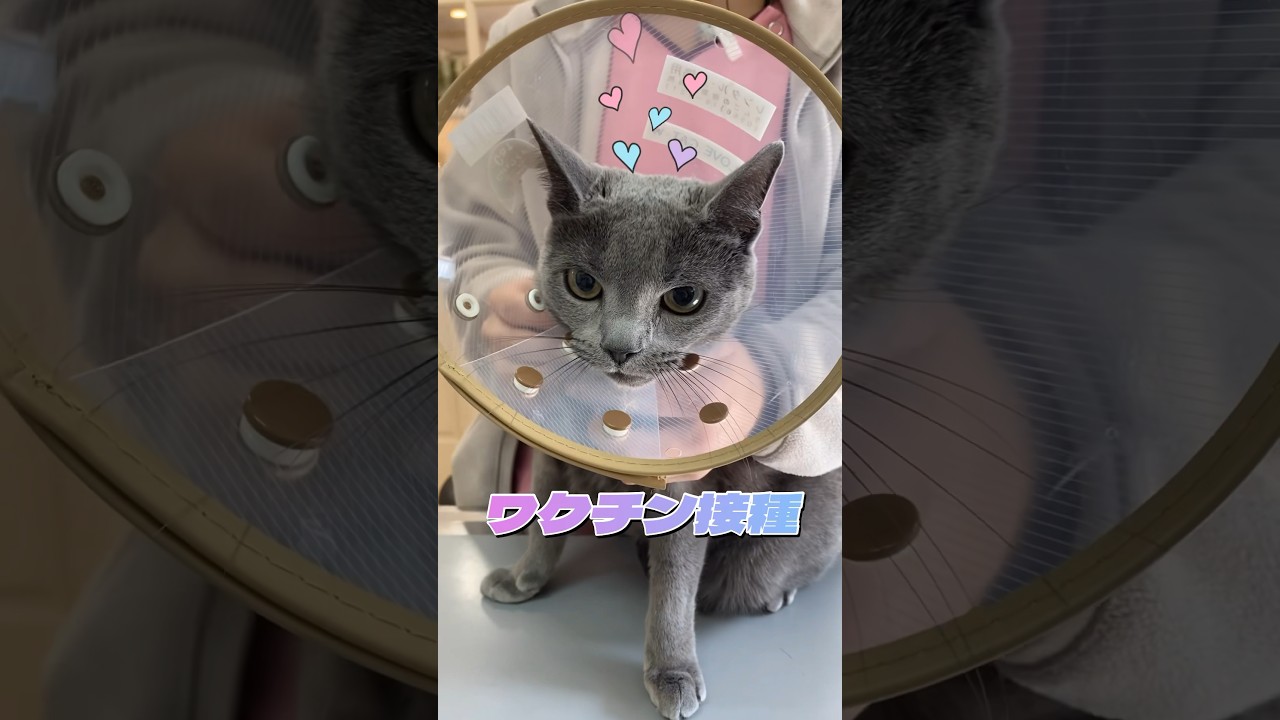 【頑張れるかな❓】ロシアンブルーちゃんワクチン接種💉#予防接種#ロシアンブルー#動物病院#かわいい#ねこ