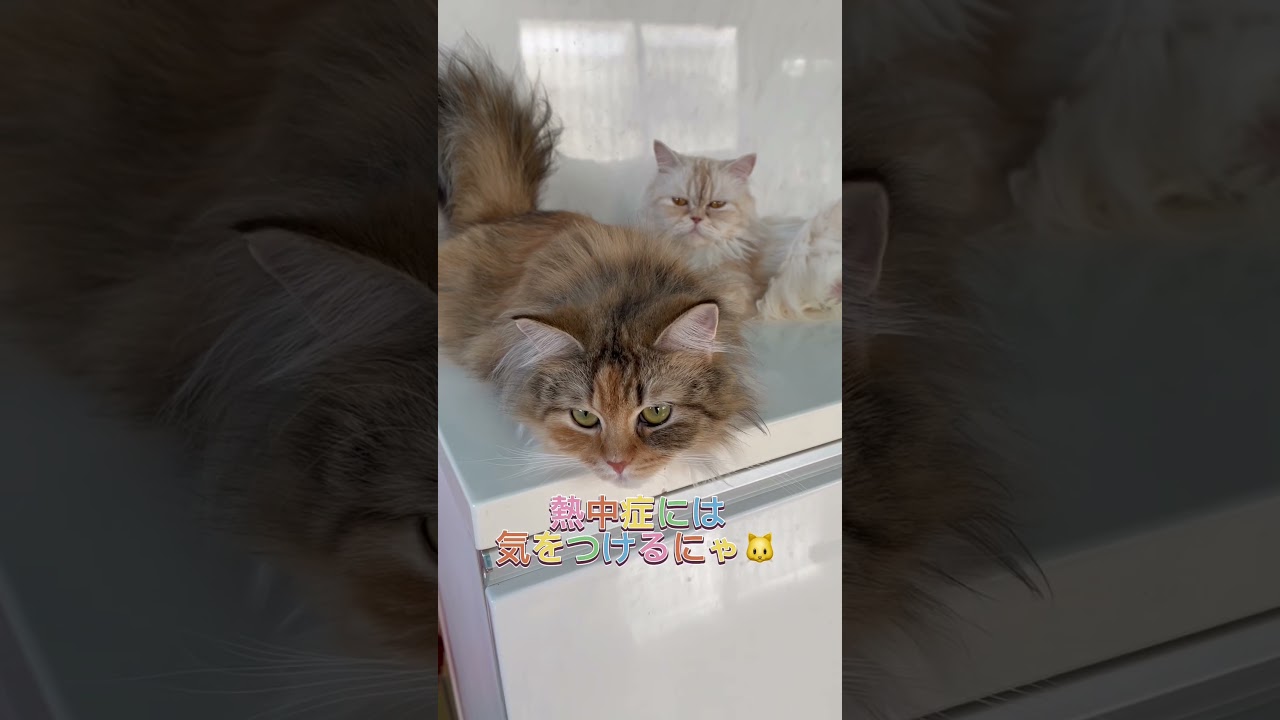 とろけるにゃんこ♥️ #マンチカン #ブリーダー直販 #ラパーマ #子猫 #猫 #ミヌエット #猫のいる暮らし #子猫販売 #猫動画