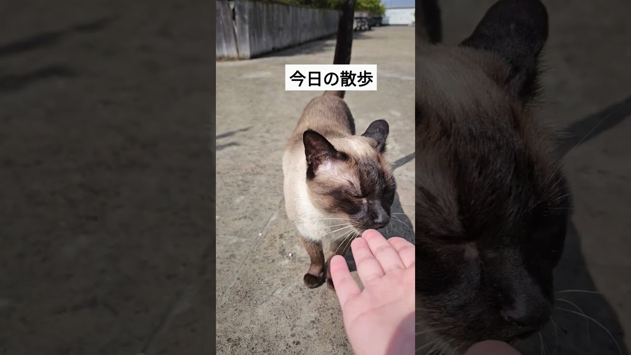 前世は犬に違いない猫 #シャム猫ひおろ #cat