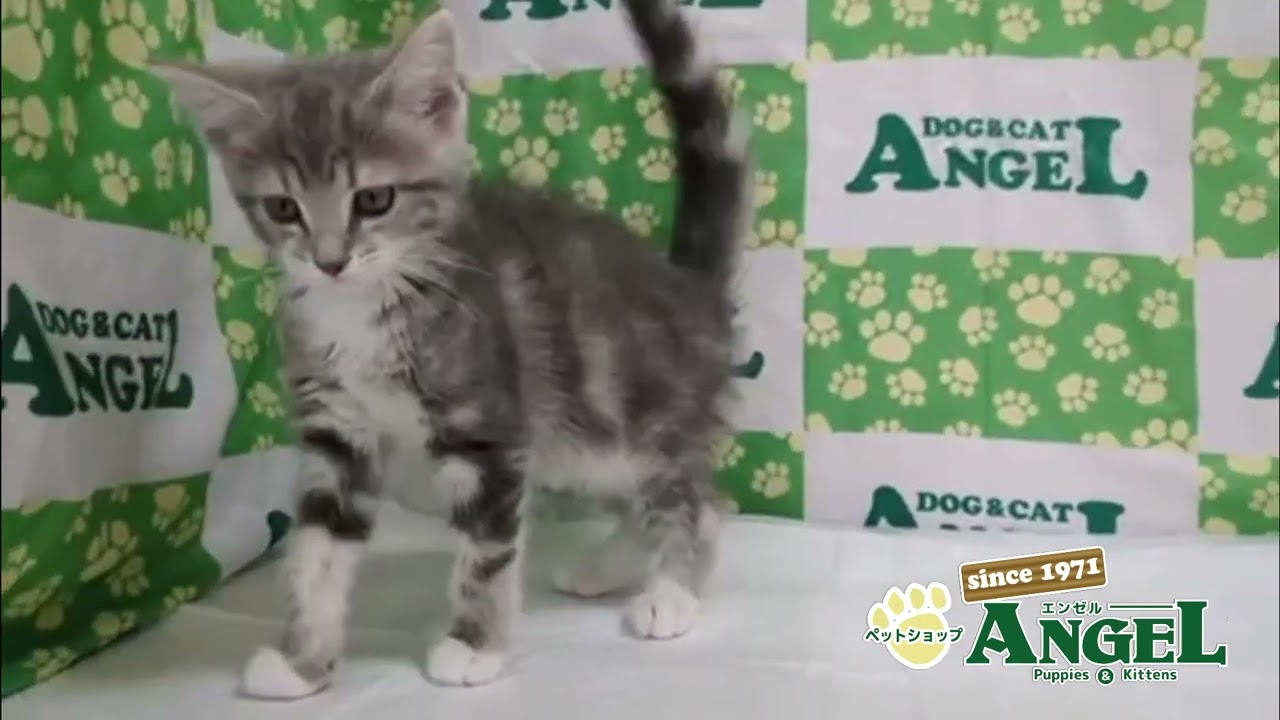 マンチカン 2504015 【ペットショップエンゼル　子犬・子猫販売】