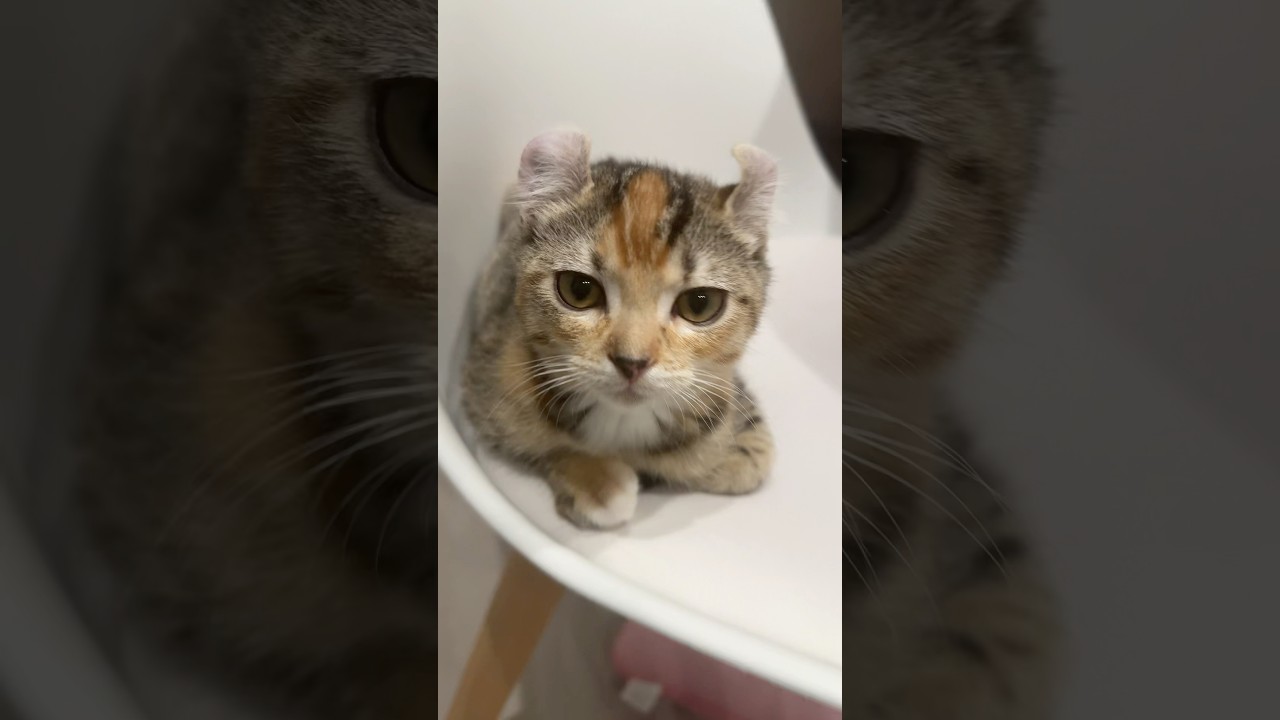 Popipo popipo #shorts #cat #アメリカンカール#子猫