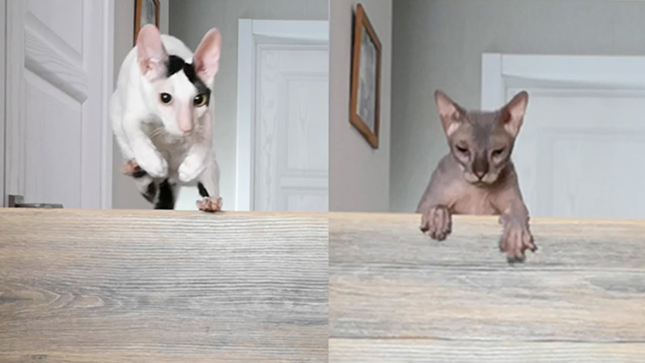 Cat challenge jumping. Cornish Rex cat vs Don Sphynx cat.