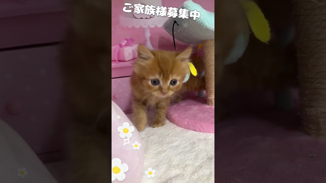 【ご家族様募集中】長足マンチカン男の子♡ #cat #かわいい子猫 #kitten #子猫 #cute #子猫ブリーダー #長足マンチカン #マンチカン