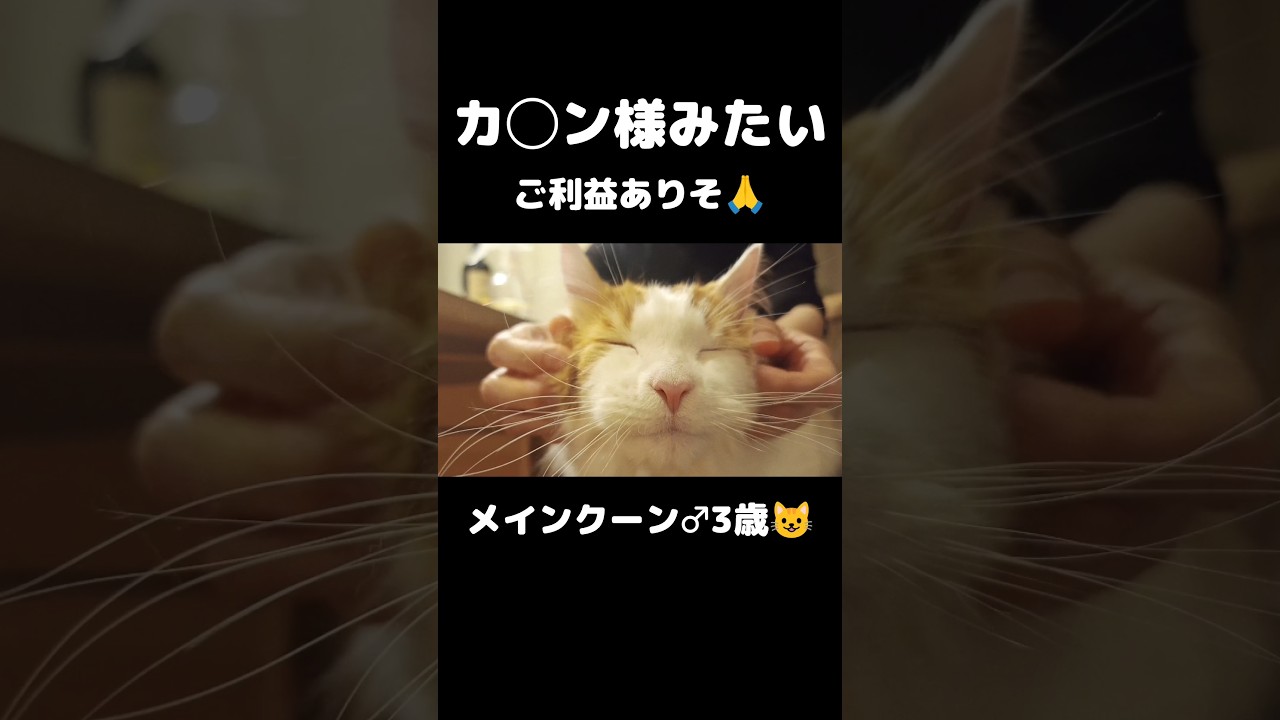 運気上がります（多分...） #猫 #猫のいる暮らし #メインクーン
