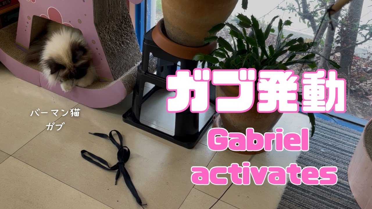 バーマン猫ガブ【ガブ発動】Gabriel activates（バーマン猫）Birman/Cat