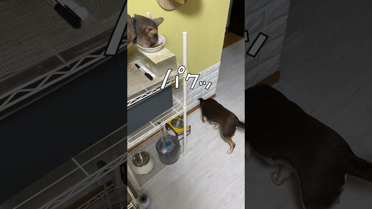 猫におねだりして餌をわけてもらった犬 #shorts #デカチワワ #アビシニアン #猫と犬