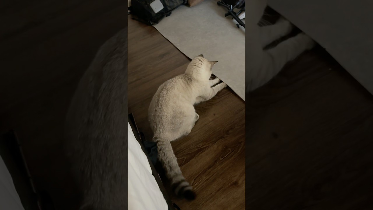 なにで遊んでるん！！　#シャムトラ #元保護猫 #シャムミックス  #cat #猫耳 #kitten  #猫耳 #siamesemix