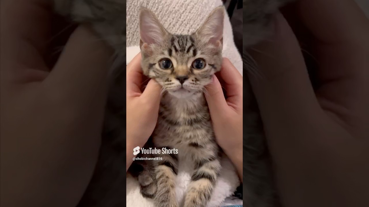 スコティッシュの子猫をお迎えした日!! #shorts #猫 #cat