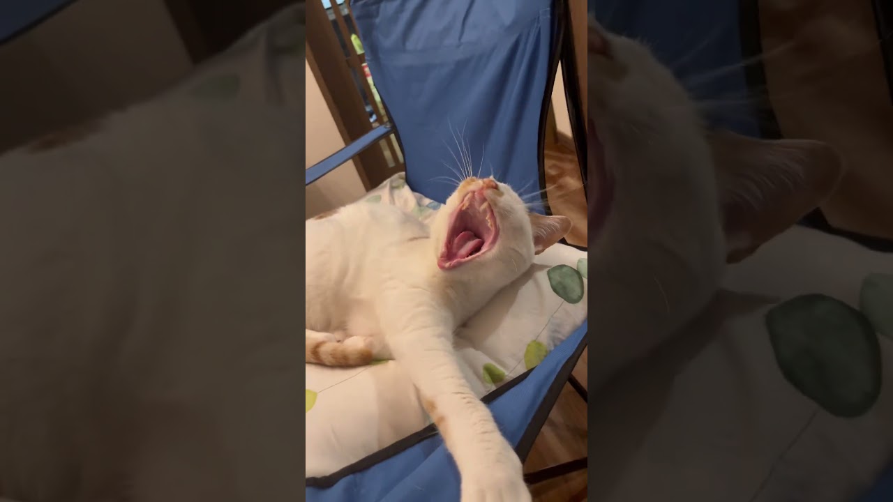 主女が嬉しくてもう一回「おしゃれさん」と伝えてみた。 #cat #日本猫 #保護猫