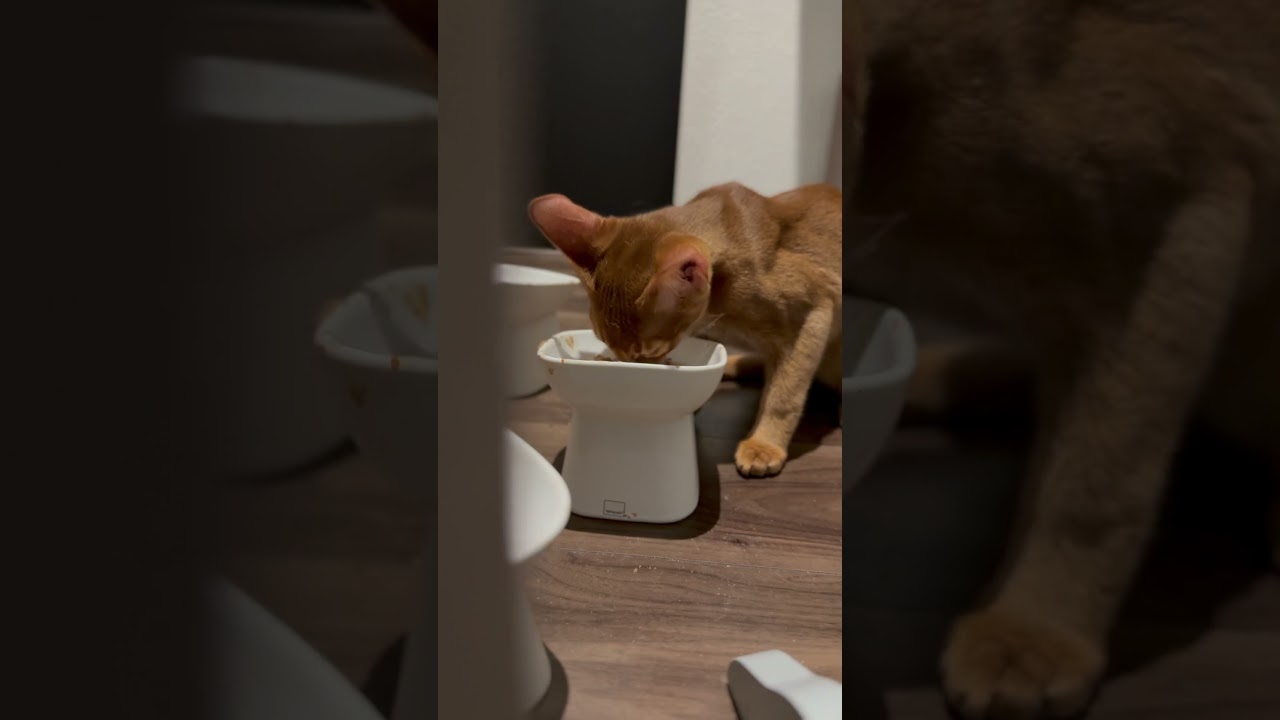20250419#アビシニアン #abyssinian #cat