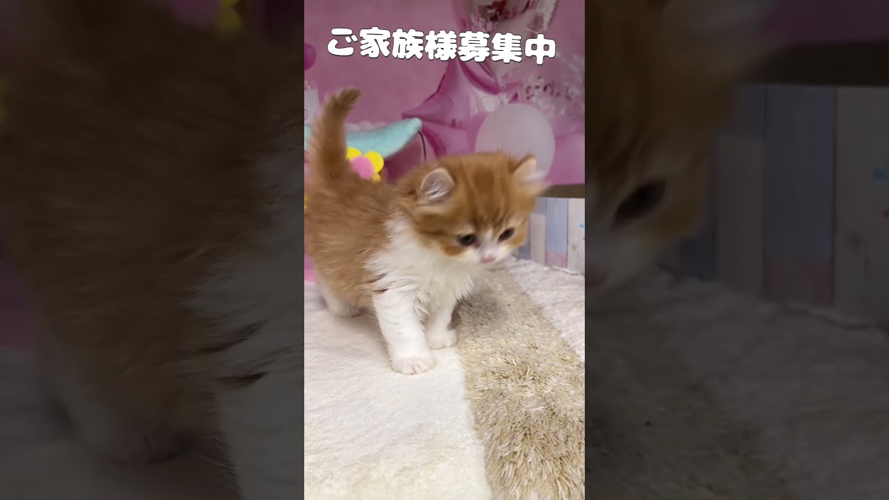 【ご家族様募集中】長足キンカロー女の子 #cat #子猫 #好きな子猫 #キンカロー #アメリカンカール #かわいい子猫 #カール耳 #猫好きさんと繋がりたい #マンチカン #子猫ブリーダー