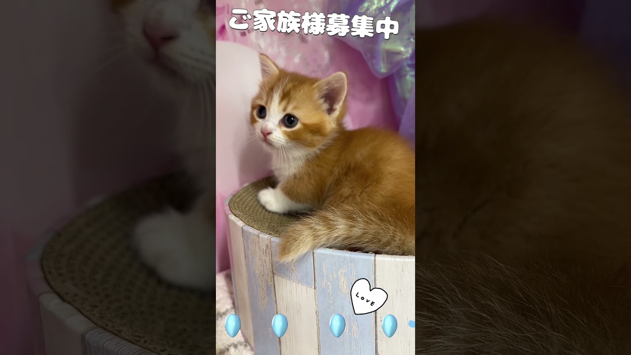 【ご家族様募集中】短足キンカロー男の子#cat  #子猫 #好きな子猫 #キンカロー #アメリカンカール #かわいい子猫 #カール耳 #猫好きさんと繋がりたい #マンチカン #子猫ブリーダー