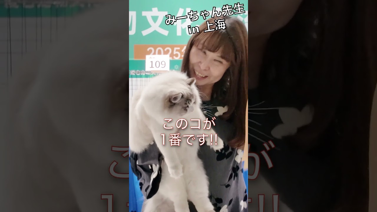 みーちゃん先生 in 上海 ラグドールがかわいい  #みーちゃん先生  #キャットショー #ラグドール