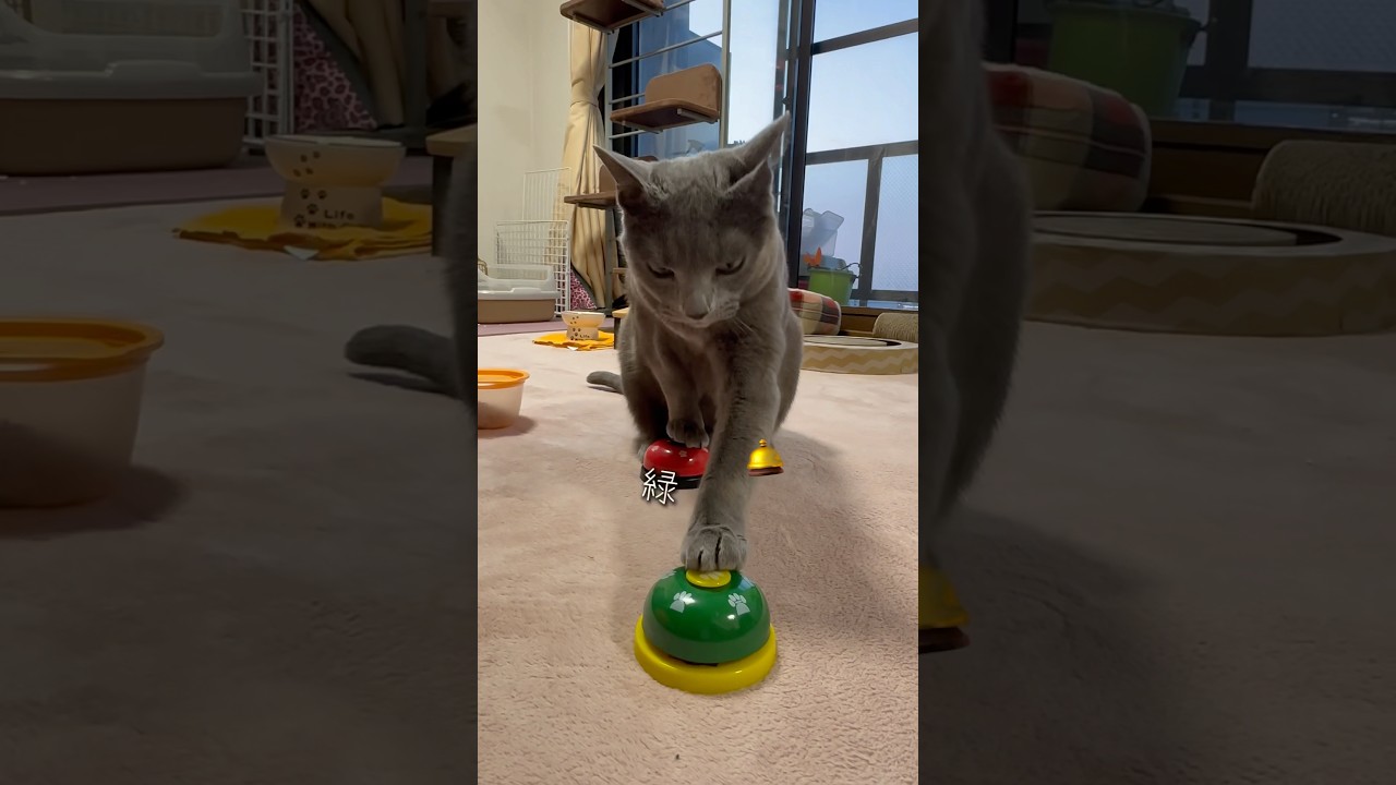 【ロシアンブルー】今朝のめろん♡ベルマスターっぽい🤭【猫】#shorts