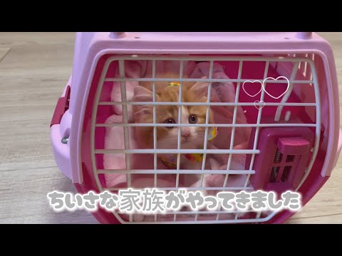 お迎え初日、我が家にちいさな家族がやってきました(ミヌエット短足) First Day Home