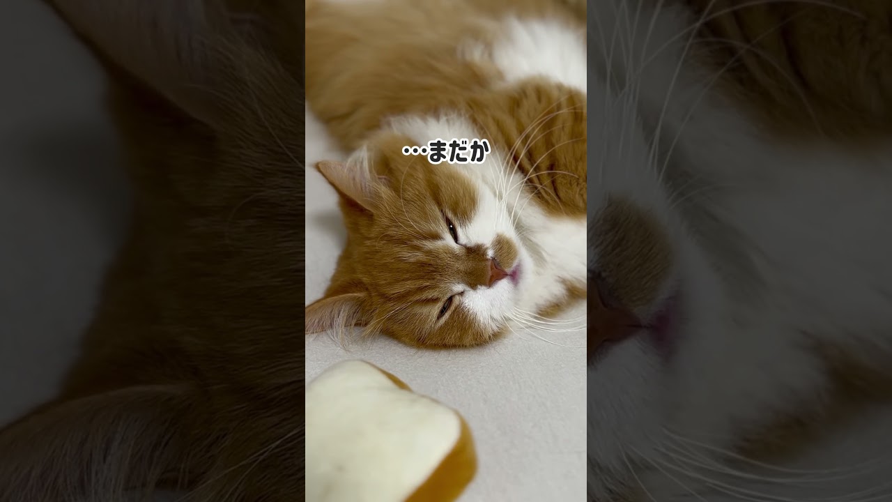 パパじゃ暇つぶしにならないみたいです… #shorts #猫 #マンチカン #短足マンチカン #cat #munchkin