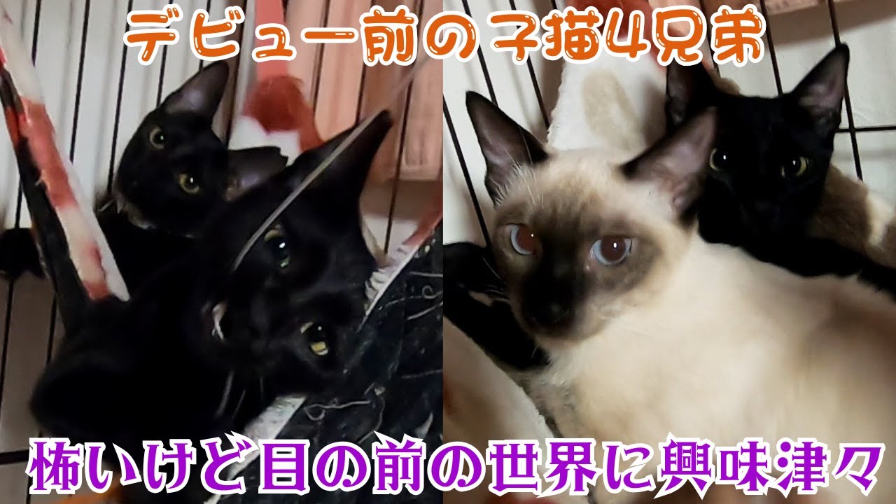 子猫のシャム猫風と黒猫の柑橘系子猫兄妹デビュー前ケージの中でビクビク遊ぶ（保護猫カフェキャットスペース）中崎町　Black and Siamese kittens
