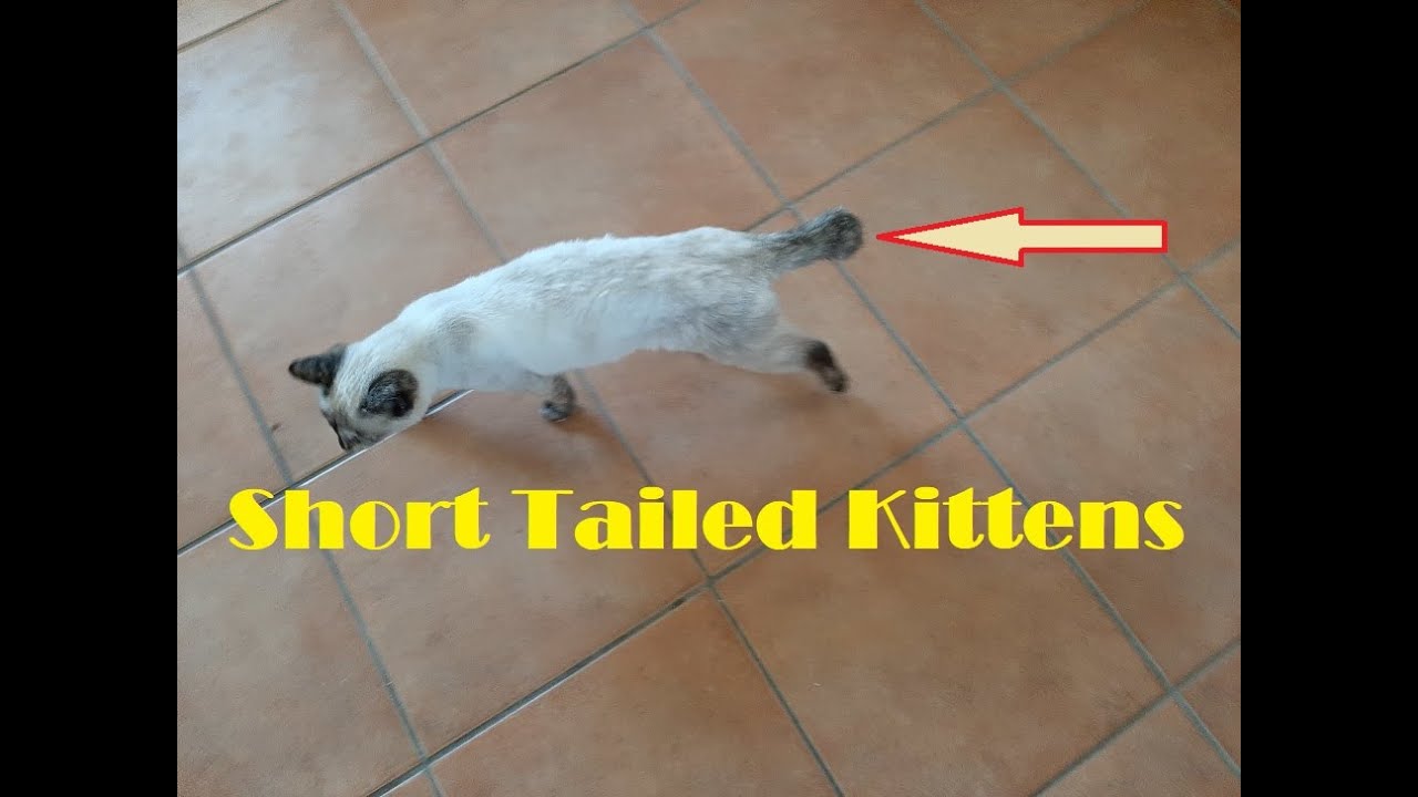 Rescue Kittens with Short Tails from a Feral Cat Manx Colony