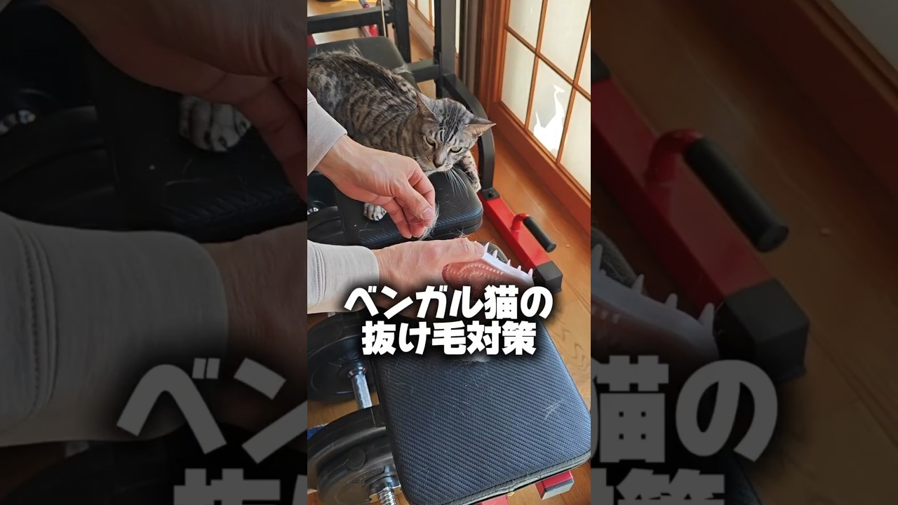 【猫動画】ベンガル猫の抜け毛対策　#cat  #cats #shorts #猫 #ねこ