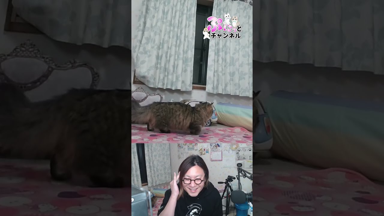 花満開！見るなら今♪猫ちゃんライブ配信♪