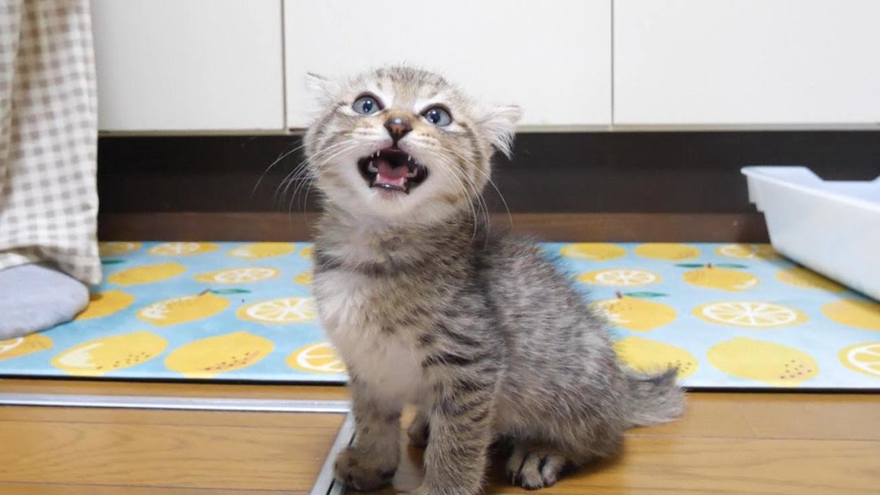 いい匂いに気づいた子猫が突然、ニャーニャー子猫に大変身する。【赤ちゃん猫　保護猫】