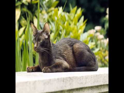 havana brown cat breeders in california