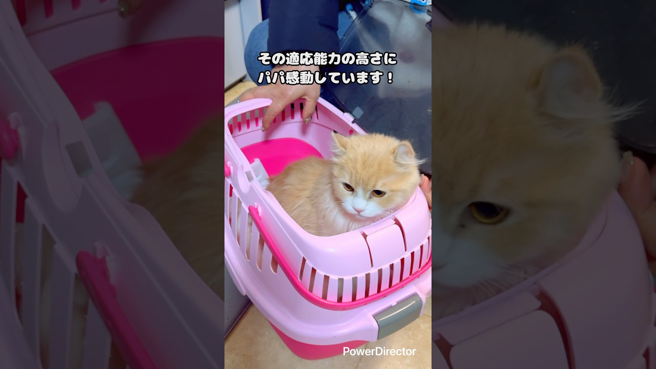 適応能力高すぎなアメリカンカールのマロン #shorts