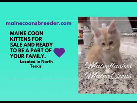 ⁠Maine Coon kittens for sale, Dallas, Fort Worth, North Texas