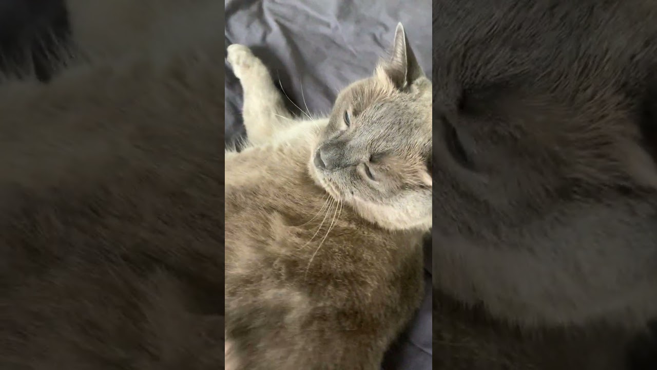 🐱🐱💤💤#cats #sleep #shorts #shortscat