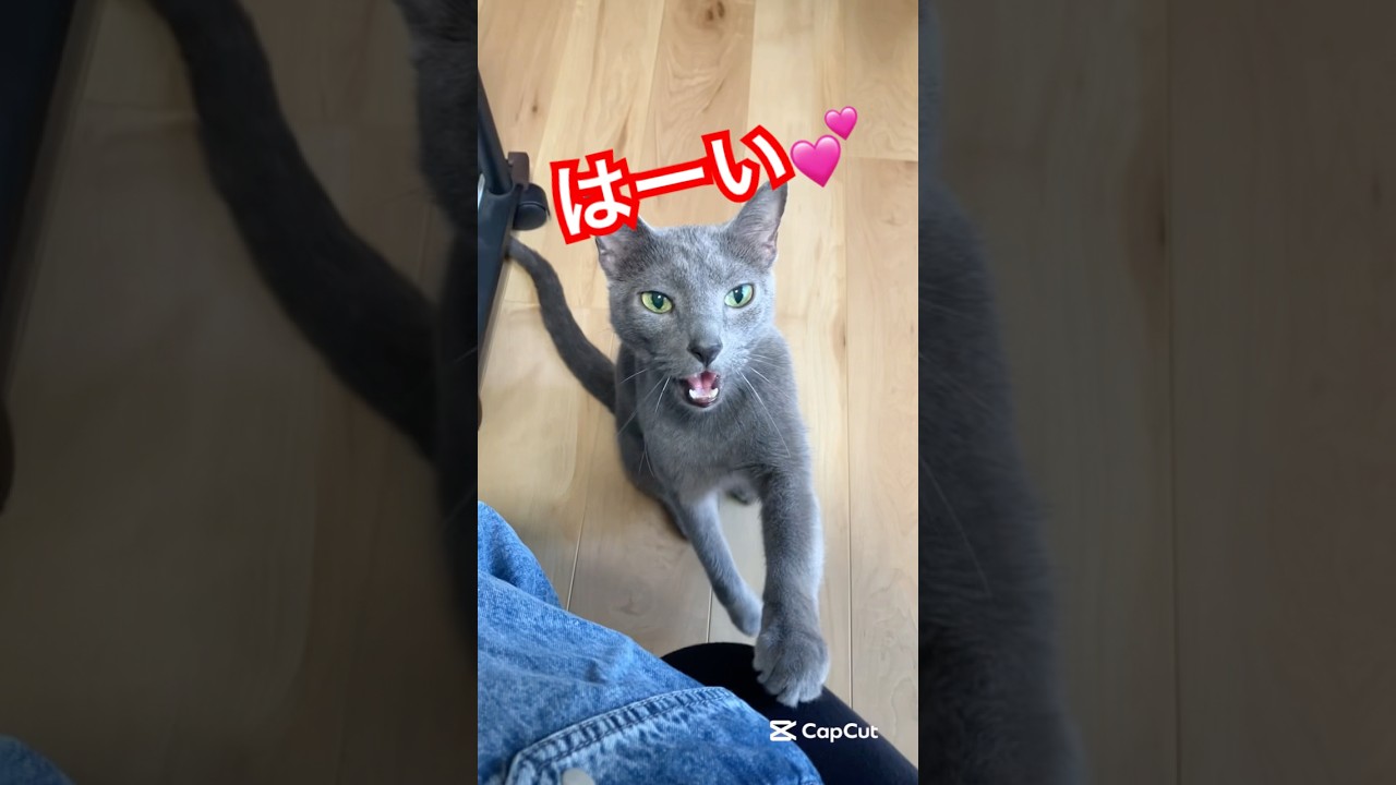 チョコミントよりもあなた💕猫ちゃん#ロシアンブルー #猫 #cat