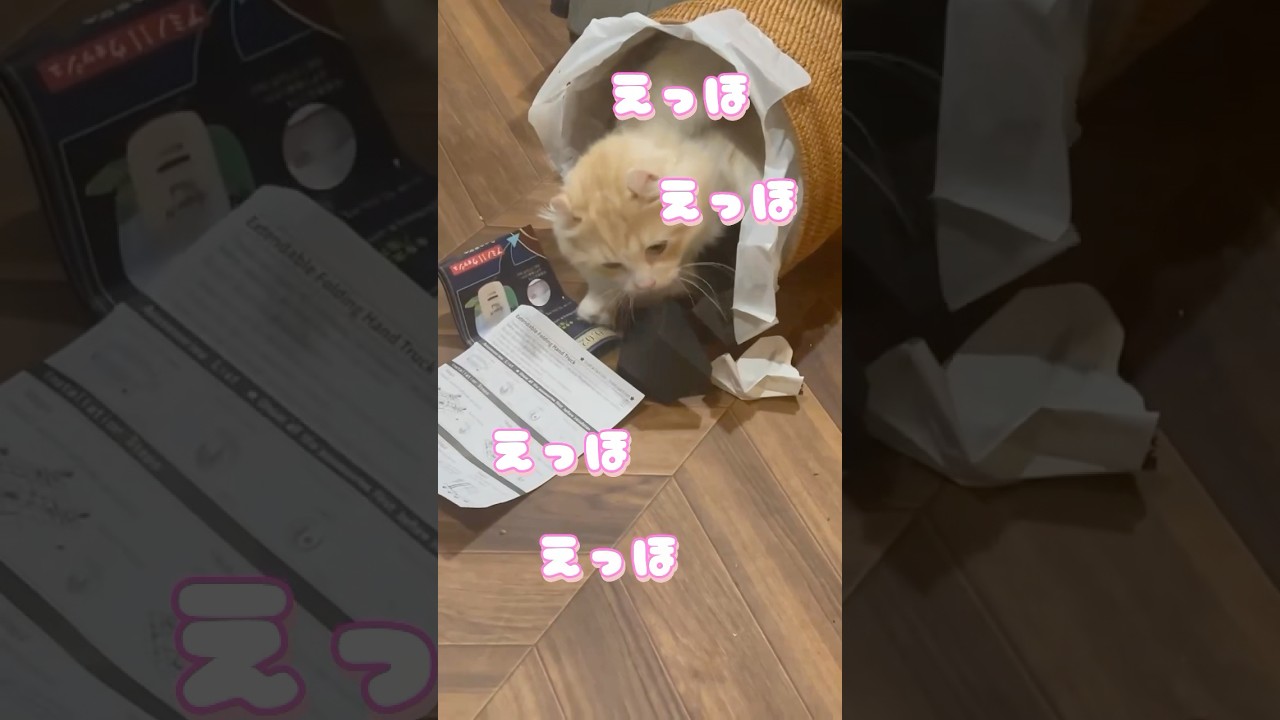 えっほのうた～いたずらネコ編～