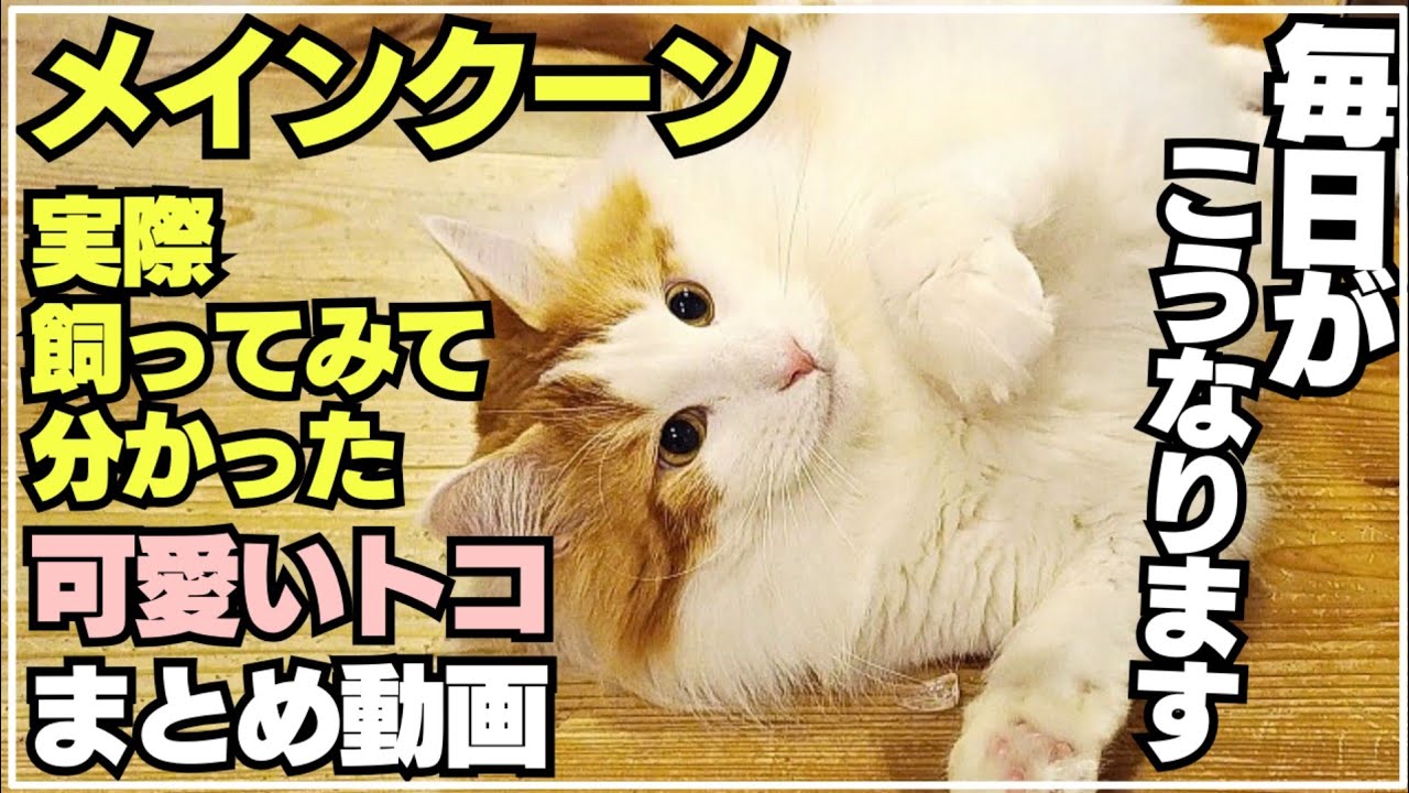 メインクーンの可愛くてニヤちゃう日常動画まとめ