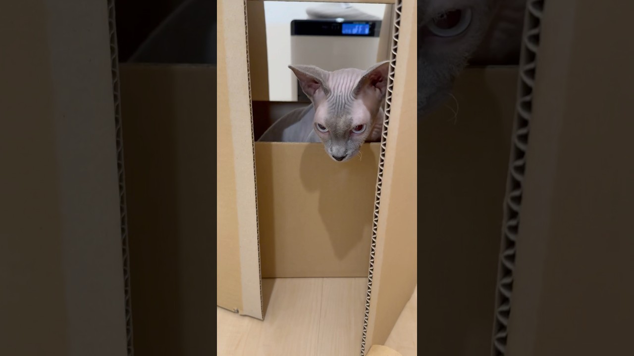 段ボールの中で得意げな毛のない猫【スフィンクス】