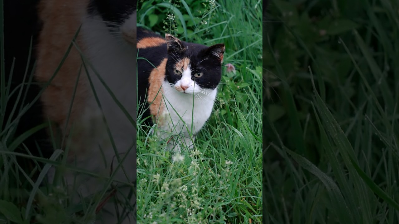 ひとりで生きる腹ぺこで鳴き続ける猫