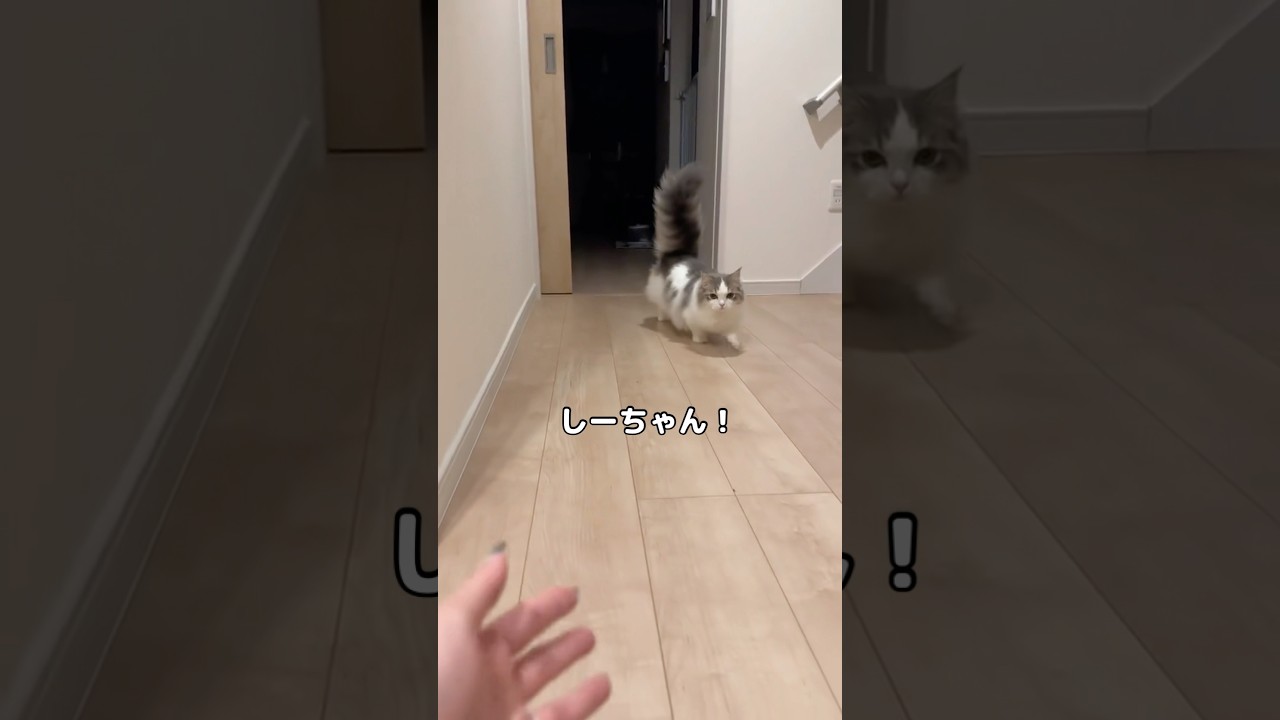 2泊3日で実家に帰省し、帰宅した時の猫の反応 #マンチカン #マンチカン長毛 #shorts