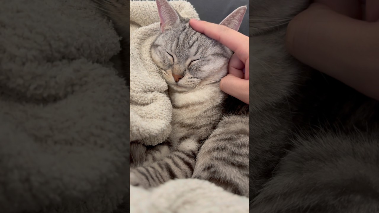 パパの上で眠る猫が愛おしすぎる... #shorts #猫 #cat