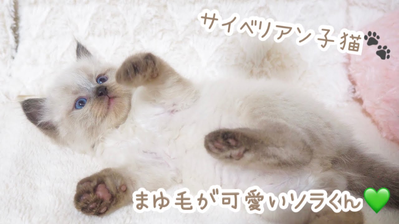 【Biscuit🍪】まゆ毛が可愛いソラくん💚ふわふわになってきました✨ #子猫 #子猫販売 #サイベリアン