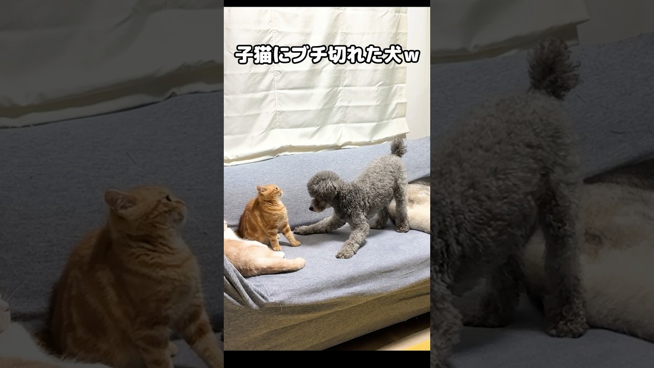 子猫にブチ切れた犬はこうなる...笑#shorts