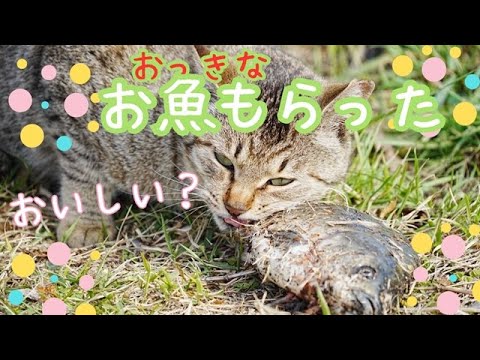 【お外の猫シリーズ】お魚もらったよ！