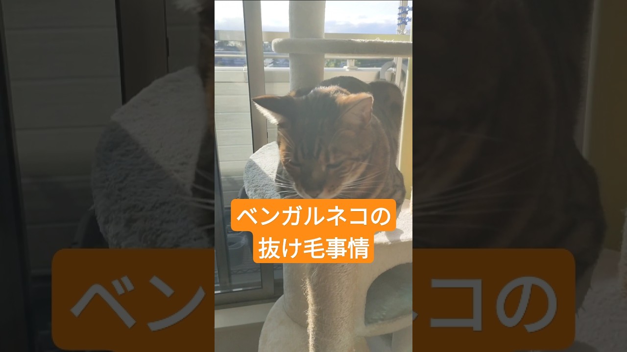 暖かくなってきてベンガルネコの冬毛が抜けてきました　 #ベンガルネコ #cat #猫のいる暮らし #ねこ #ねこのいる生活