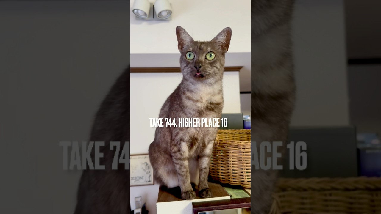 #ぴょんぴょん 上がり#あけび #洗濯かご で朝寝にゃ‼️#高い所が好き #egyptianmaucat #エジプシャンマウの仲間たち #エジプシャンマウ #エジプシャンマウスモーク #shorts