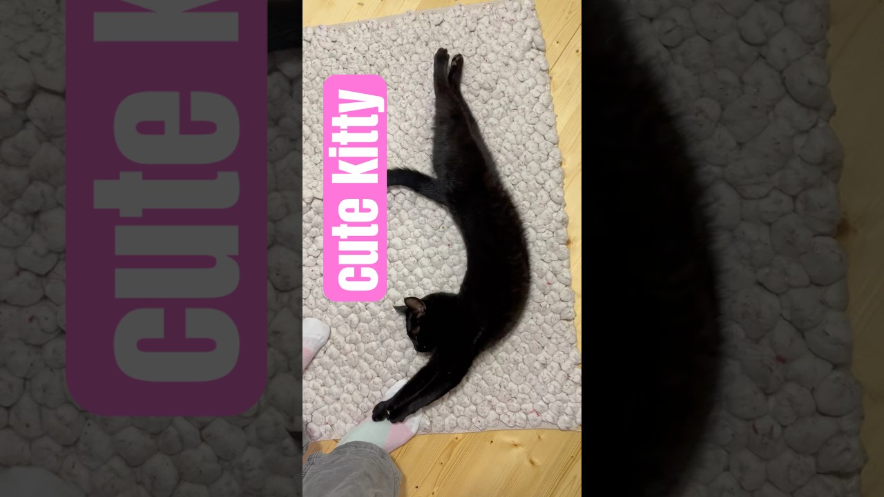 omg so cute! 🥰 cute little void #cat #cats #funny #catvideos #blackcat #catshorts #cutecat #cute
