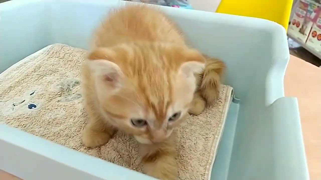 スコティッシュフォールドの男の子が誕生しました😸✨