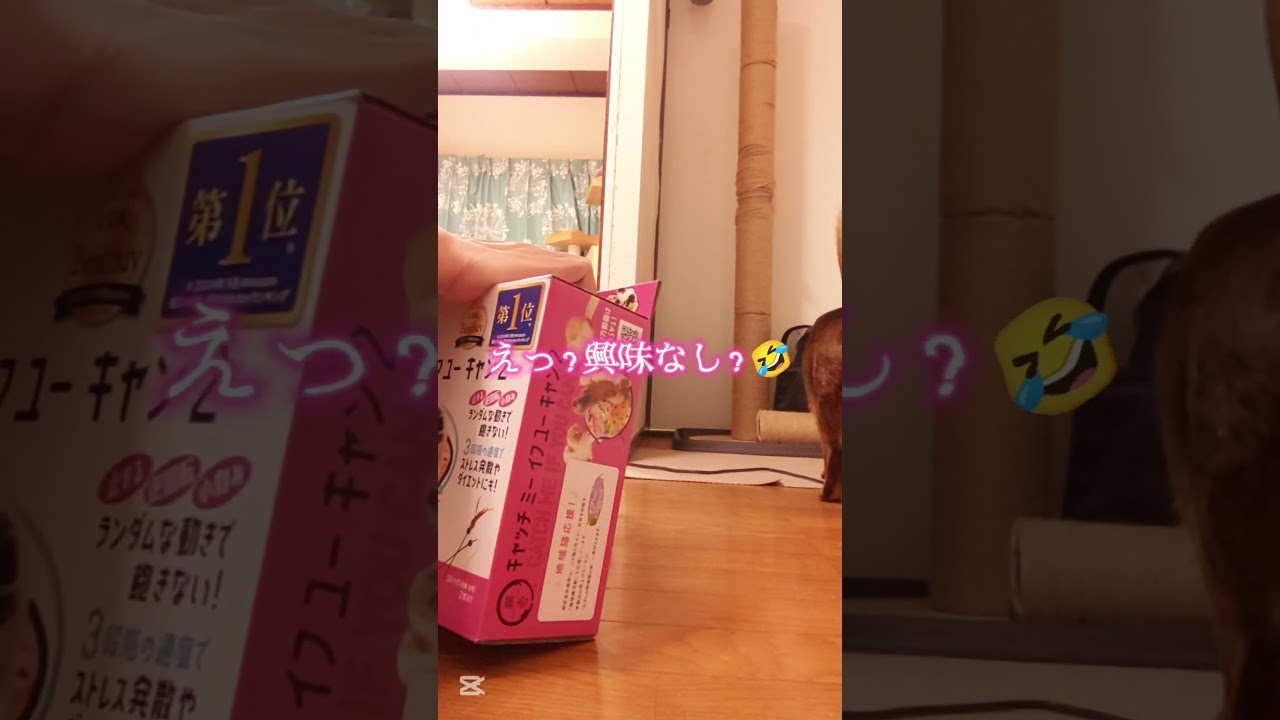 記憶（2025）アビシニアン🐾男の子❇️開封の儀