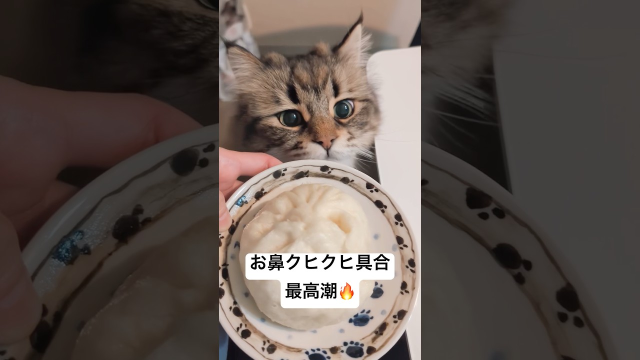 にくまんの匂い気になりすぎ #猫 #サイベリアン #ヤマネコ