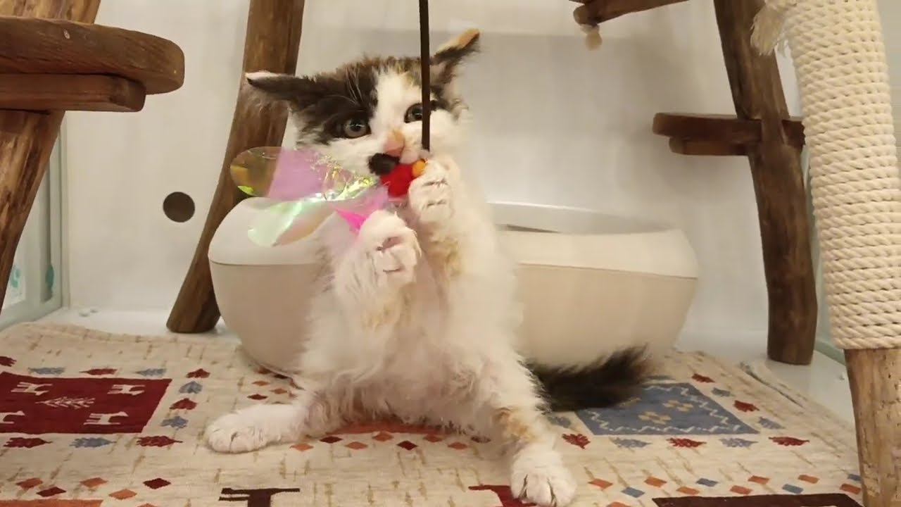 セルカークレックス　女の子　2025/2/22生まれ